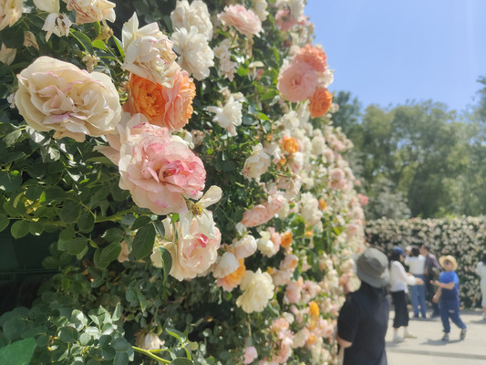 苏州盛泽湖月季园：沉醉于百万株月季的浪漫花海