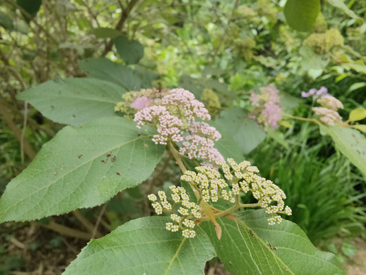 福州赏花指南：杜虹紫珠，宛如晚霞的浪漫紫色