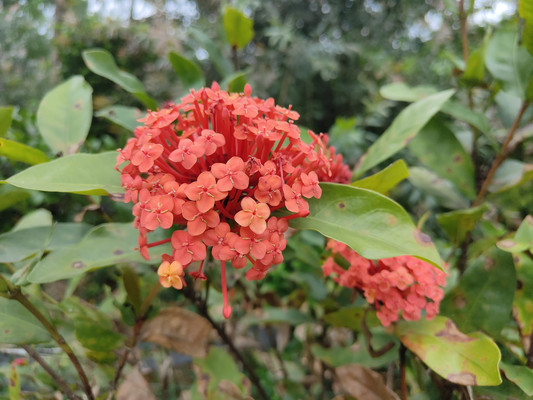 福州植物园：探寻热情似火的龙船花海