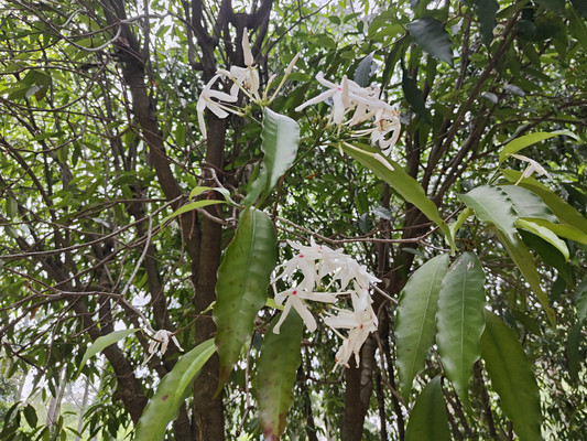 福州国家森林公园：探寻夹竹桃科“白蝶”蕊木的独特魅力