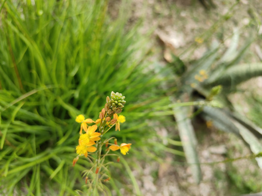 5月福州植物园闲逛：在多肉区偶遇开黄花的鳞芹