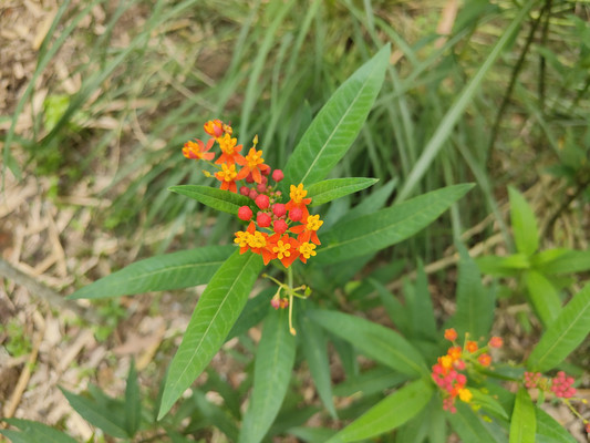 5月福州植物园赏花：偶遇开成绣球的马利筋