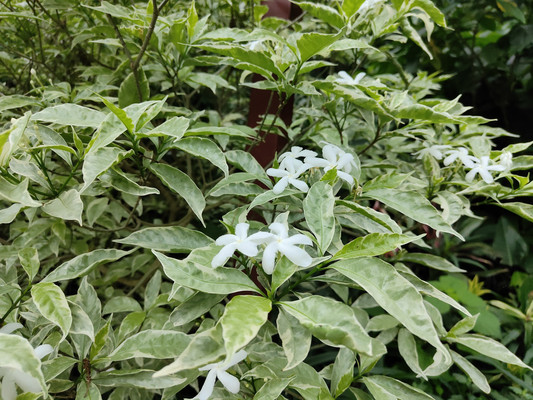 福州植物园看花记录：被名字耽误的狗牙花