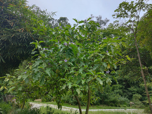 5月福州植物园：偶遇一树三色的大花茄