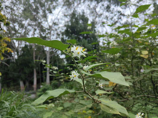 5月福州植物园散步：看白瓣黄蕊的水茄，偶遇黄庭坚笔下的“银茄”