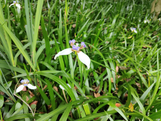 5月福州森林公园闲逛：偶遇花期只有一天的巴西鸢尾